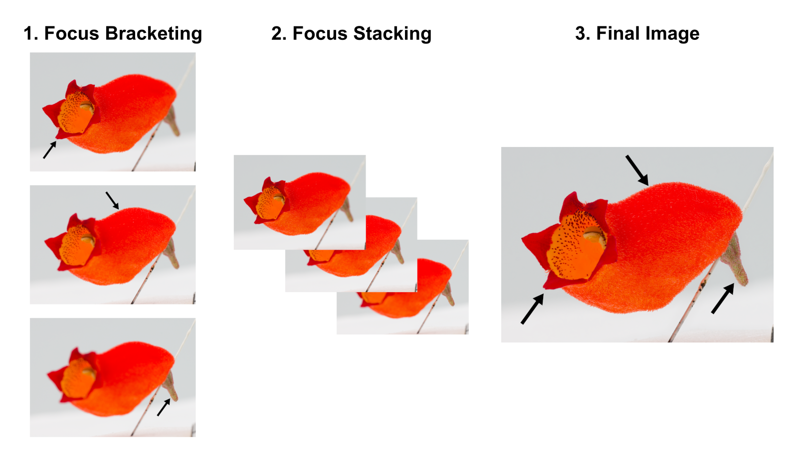 A simplified visual summary of the focus stacking process. (1) Focus bracketing: The camera shoots a series of pictures at different focus distances. (2) Focus Stacking: The series of pictures is combined using specialised software. (3) Final Image: The final image is sharp, with a greater depth of field than any single image taken during focus bracketing. The black arrows show the parts of the flower in focus.